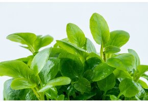 Lobella Cardinalis Mini