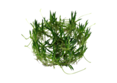 Littorella Uniflora