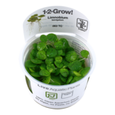 Limnobium Laevigatum