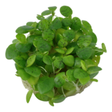 Limnobium Laevigatum