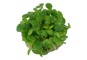 Limnobium Laevigatum