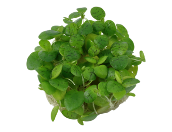 Limnobium Laevigatum