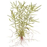 Heteranthera Zosterifolia