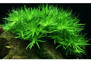 Heteranthera Zosterifolia