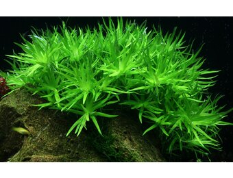 Heteranthera Zosterifolia