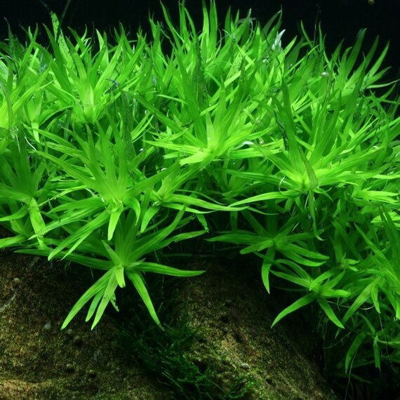 Achterzone Aquariumplanten | Hoogte & Diepte in je Aquascape