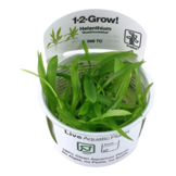 Helanthium Bolivianum Quadricostatus