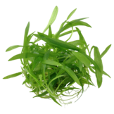 Helanthium Bolivianum Quadricostatus