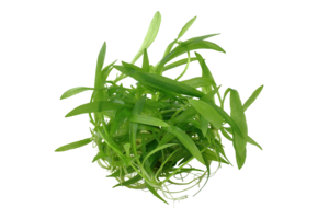 Helanthium Bolivianum Quadricostatus