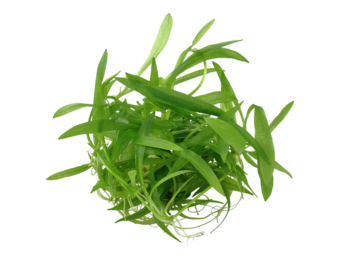 Helanthium Bolivianum Quadricostatus