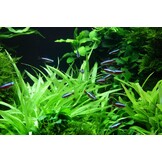 Helanthium Bolivianum Quadricostatus