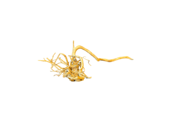 Boomstronk XXL 70 - 100 cm 2kg - NR9