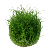 Eleocharis Pusilla Mini