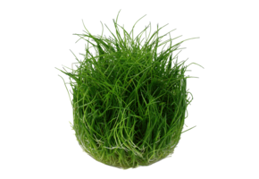 Eleocharis Pusilla Mini