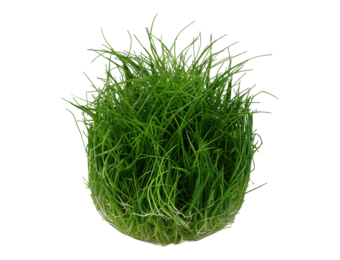 Eleocharis Pusilla Mini