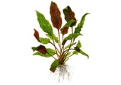 Cryptocoryne Wendtii Mi Oya