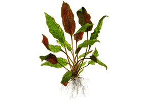 Cryptocoryne Wendtii Mi Oya