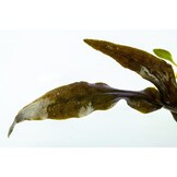 Cryptocoryne Wendtii Mi Oya