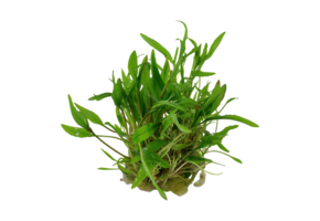 Cryptocoryne Wendtii Green