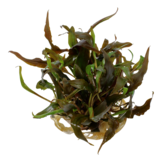 Cryptocoryne Undulata Broad Leaf