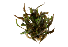 Cryptocoryne Undulata Broad Leaf