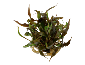 Cryptocoryne Undulata Broad Leaf