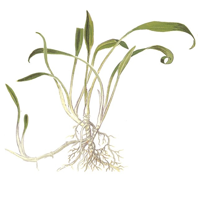 Cryptocoryne Parva