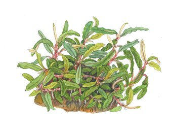 Bucephalandra sp. Needle Leaf