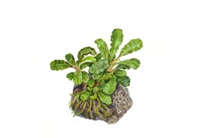 Bucephalandra Pygmaea Bukit Kelam