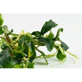 Bucephalandra Pygmaea Bukit Kelam