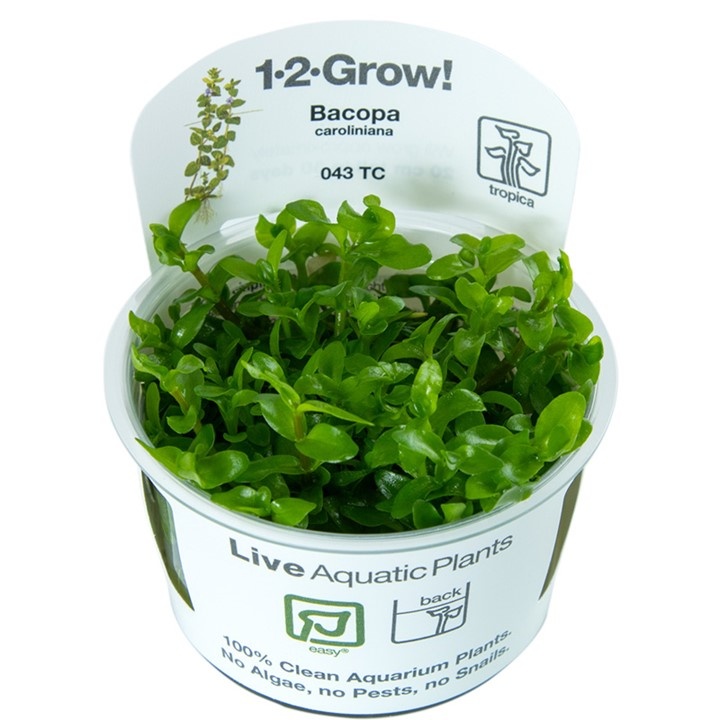 Bacopa Caroliniana