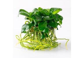 Anubias Barteri Nana