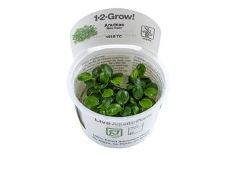 Anubias Barteri Mini Coin