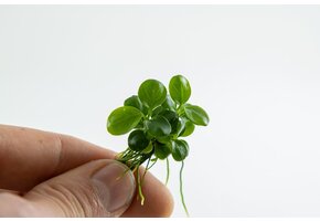 Anubias Barteri Mini Coin