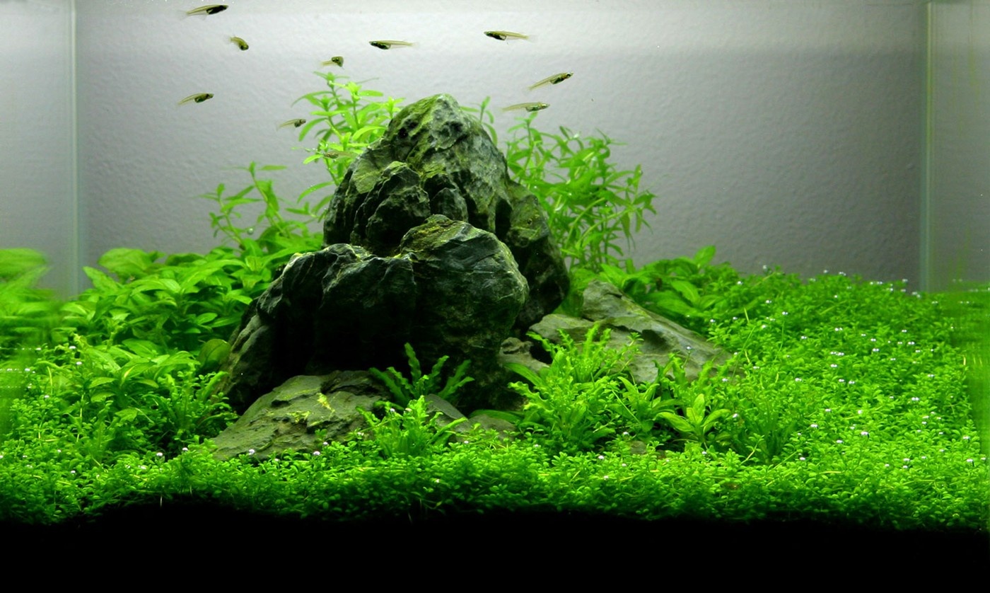 Aan de slag met Tropica beplanting