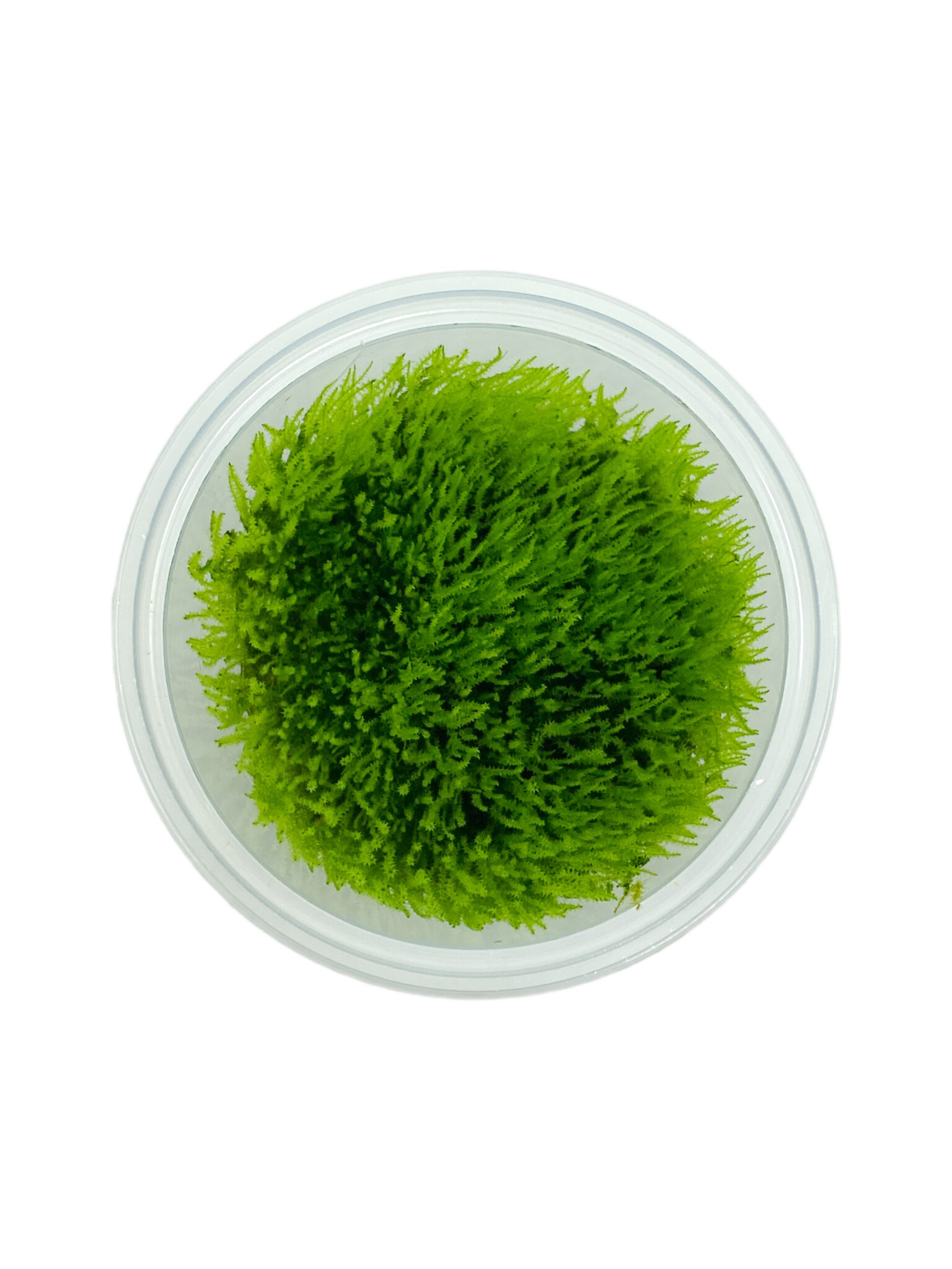 Amblystegium Serpens in-vitro