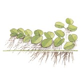 Salvinia minima