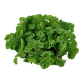 Salvinia minima