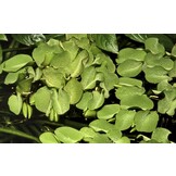 Salvinia minima