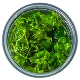 Hygrophila Serpyllum