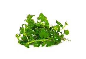 Hygrophila Serpyllum