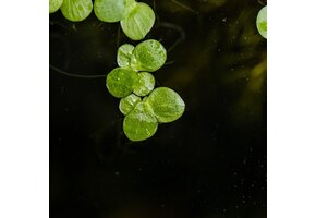 Spirodela Polyrrhiza