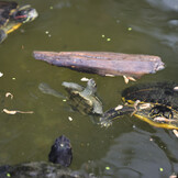 ProTerra Pescarus 2,5L