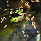 ProTerra Crustarus 250ml