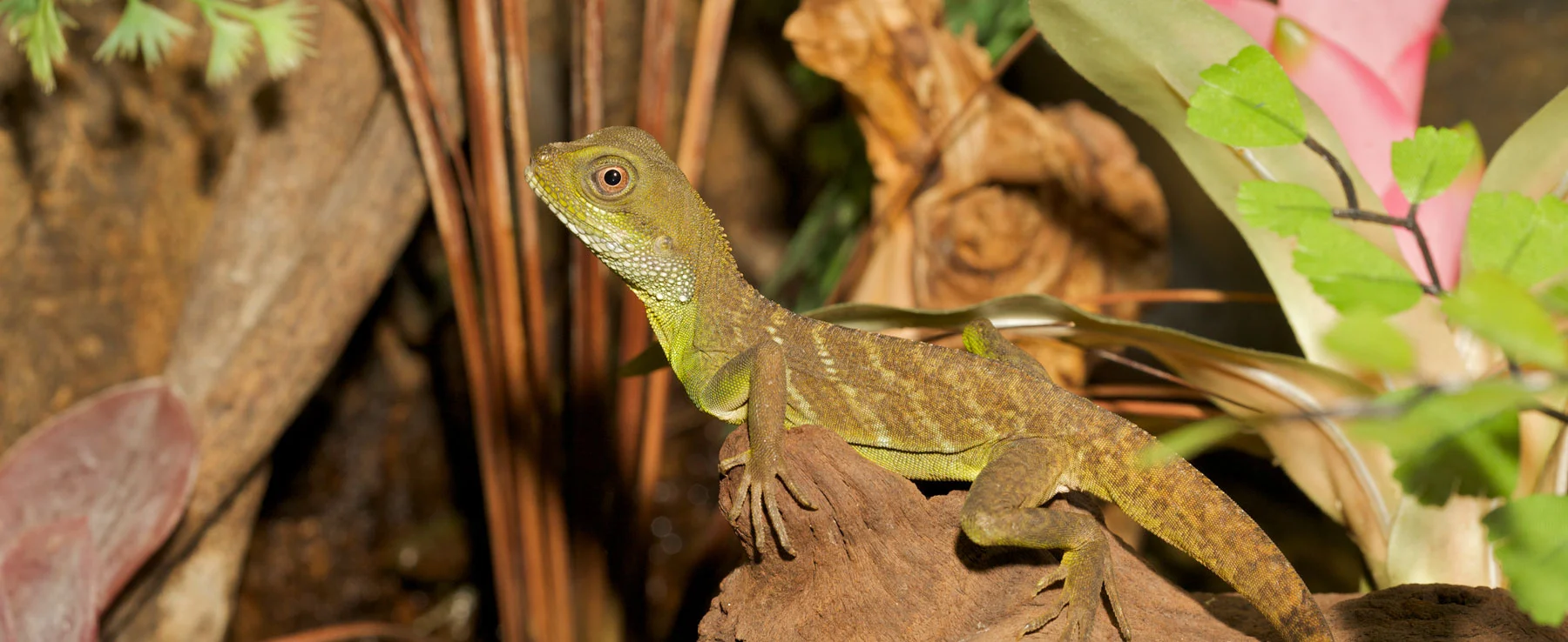 Paludarium, wat is dit!?