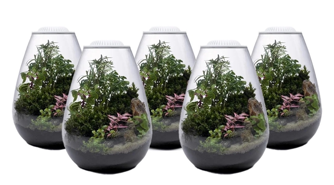 Hoe maak je je eigen Wabi Kusa?