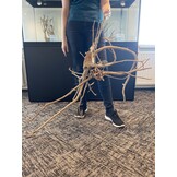 Selected Spider Wood Jumbo 120x70