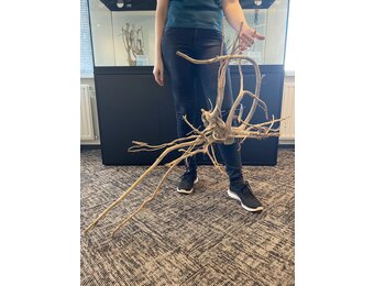 Selected Spider Wood Jumbo 120x70