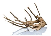 Talawa Hout M 30-45 cm