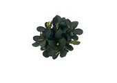 Bucephalandra Theia